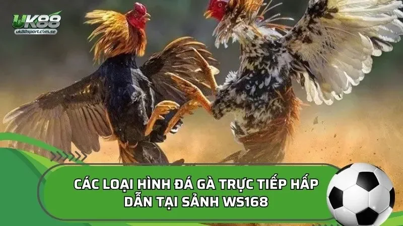 Các loại hình đá gà trực tiếp hấp dẫn tại sảnh WS168