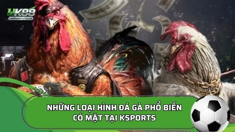 Những loại hình đá gà phổ biến có mặt tại KSPORTS